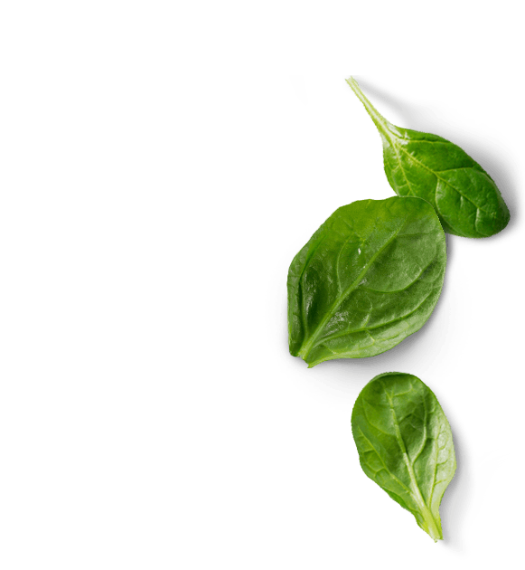 Spina